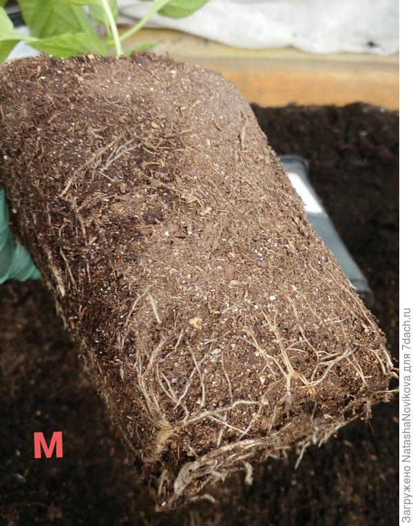 корневая система перца на микоризе - удивили тонкие корешки