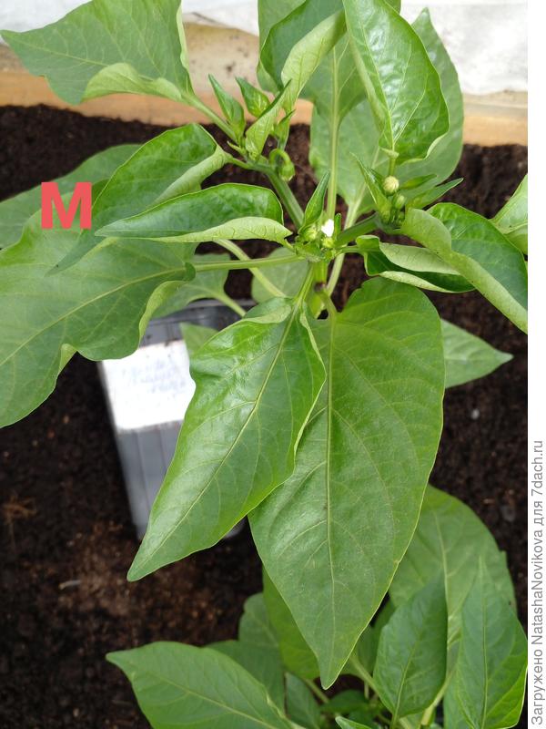 количество бутонов у перца с микоризой