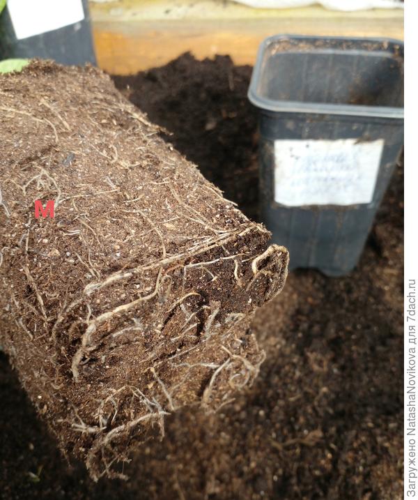 я очень удивлена такой корневой системе, но всё таки по количеству корешков бОльше, чем у перца без микоризы