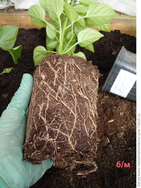 корневая система перца без микоризы - корешки отличные