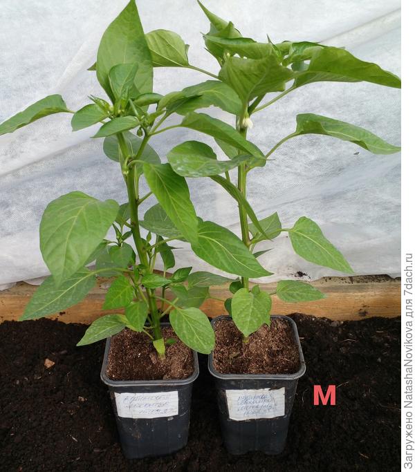перед высадкой в теплицу - слева перец без микоризы, справа с микоризой,