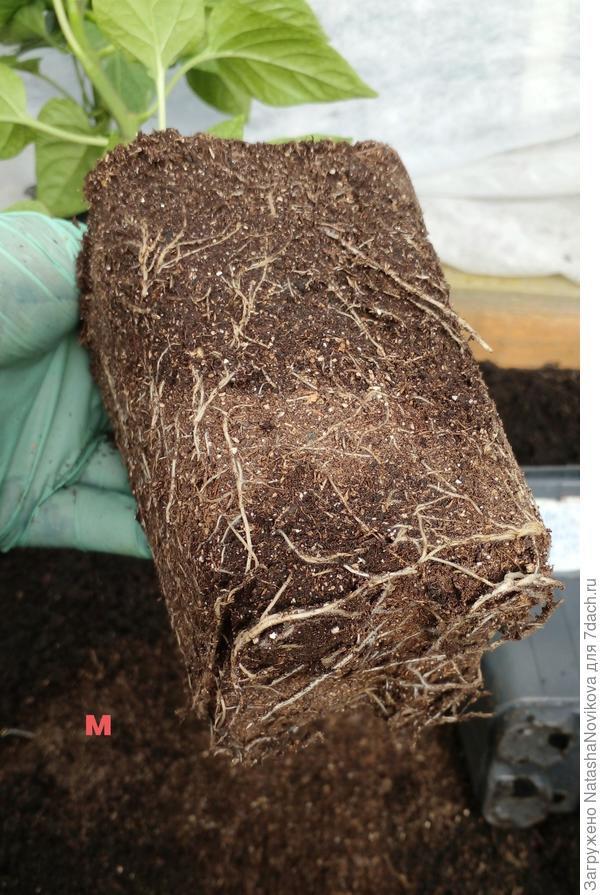 корней много, но они тонюсенькие