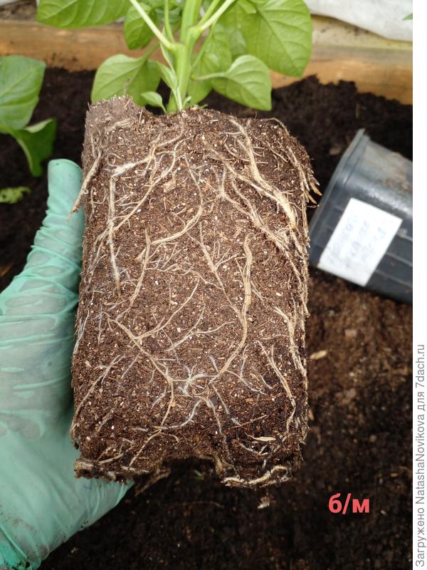 корневая система перца без микоризы, всё отлично