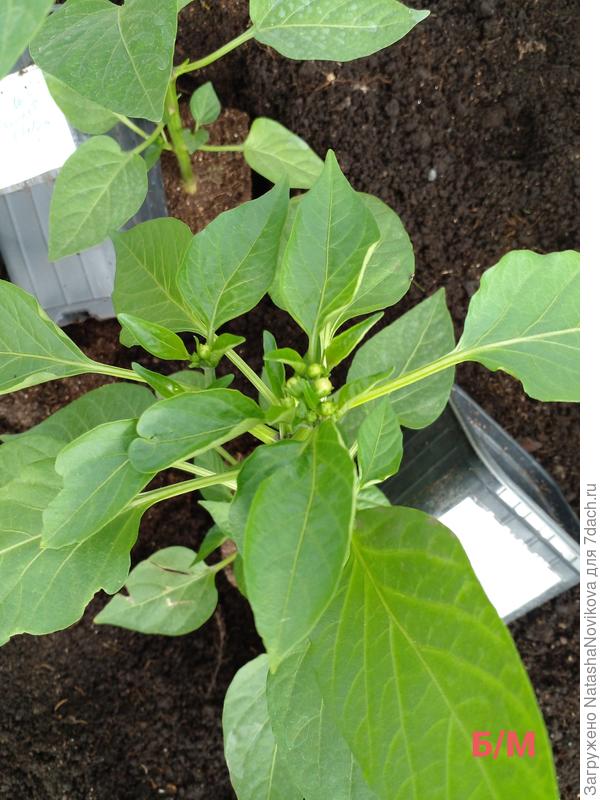 бутоны на перце без микоризы.