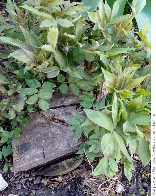 пень засох, 2 года назад спилили, а побеги растут