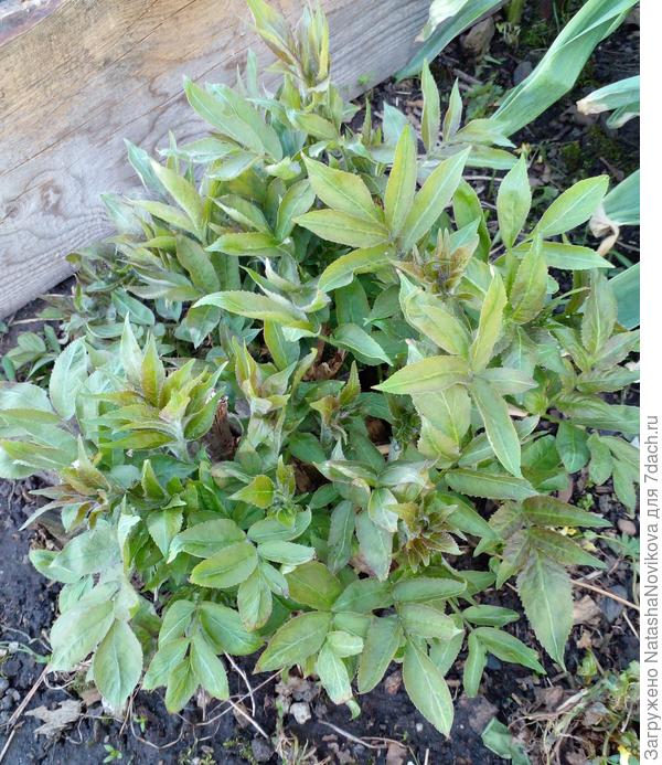 срежу скоро, оставлю 3 штучки, моя бузина мух отгоняет