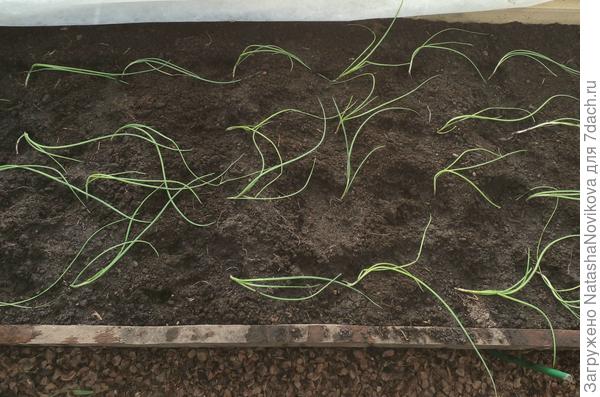 2 года выращивала и обычно лук самостоятельно поднимался, посмотрю...