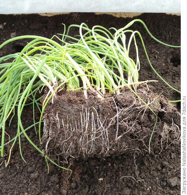 маленько перерос, но не критично