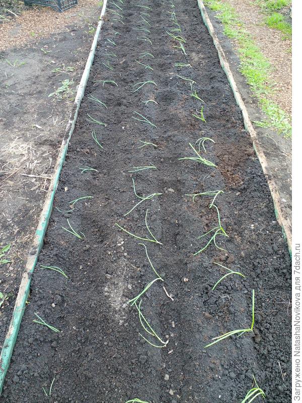 высадила 57 шт.