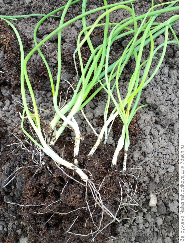 корешки не очень длинные, обрезала на одну треть