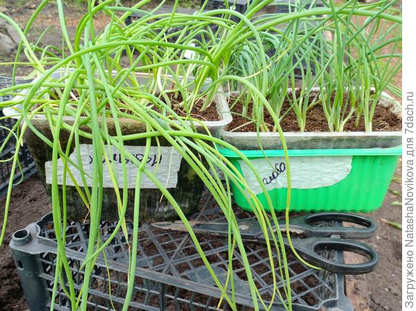 распустили ботву