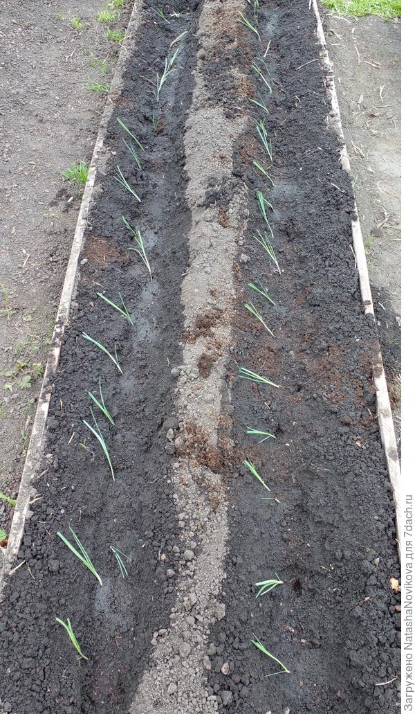 порей высадила, ура:)