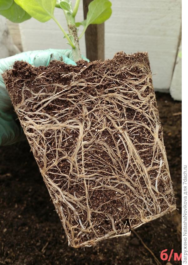 без микоризы, с корнями всё хорошо