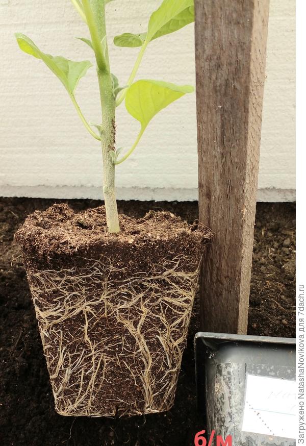 без микоризы