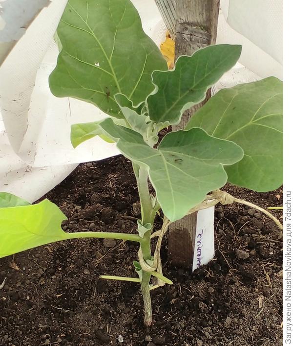 венеция, то же жёлтые листочки чикнула