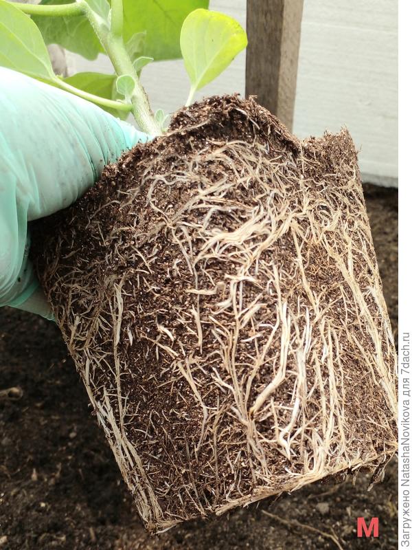 корневая баклажана, выращенного на микоризе