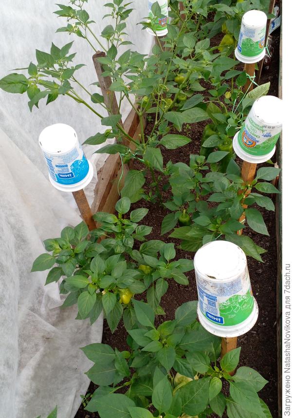 20 июня уже были так густо