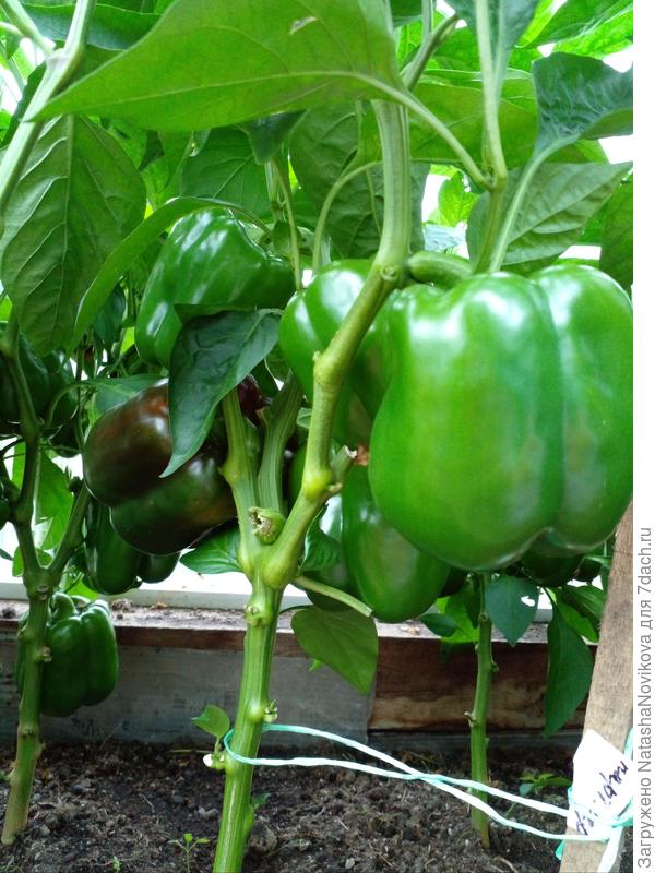 темно перчикам