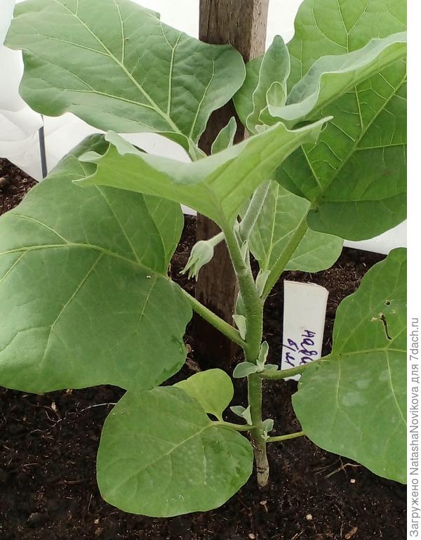 навал без микоризы