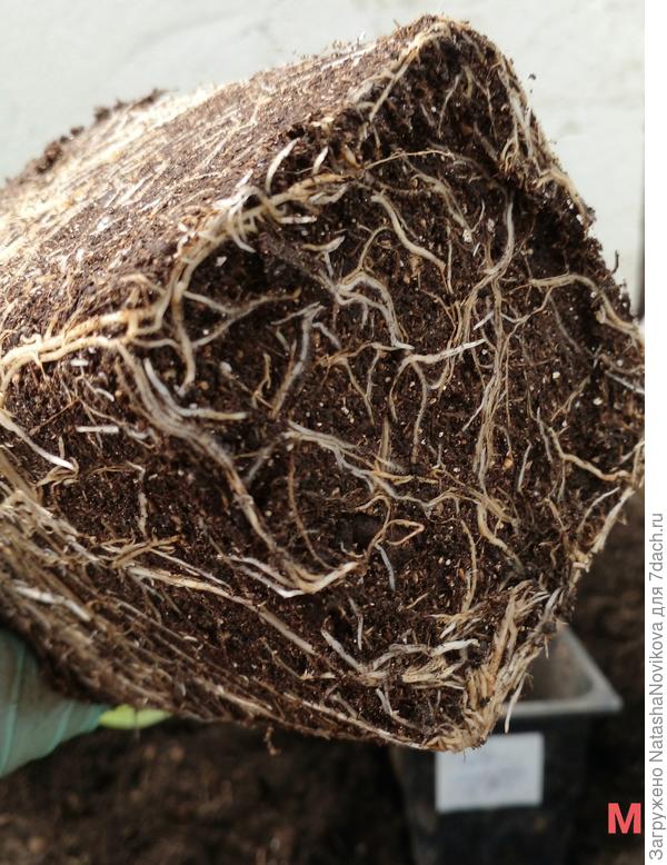 жду урожая для сравнения:)