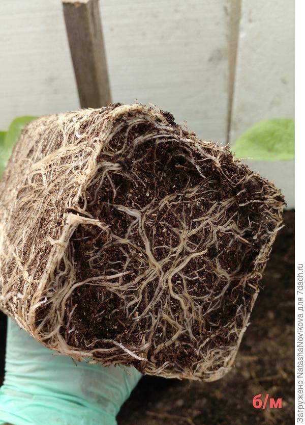 без микоризы, но корней очень много, буквально как мочалка