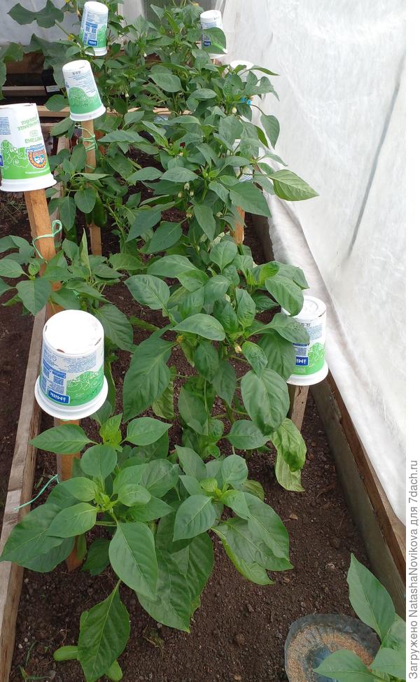 20 июня,  вторая сторона в теплице