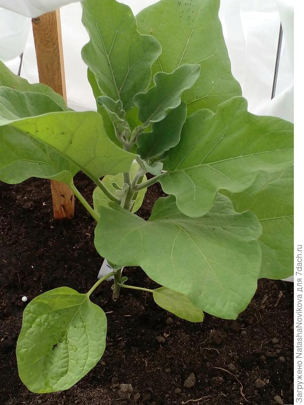 навал на микоризе