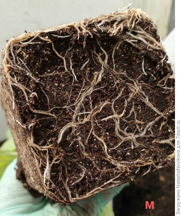 на микоризе, с корневой всё нормально