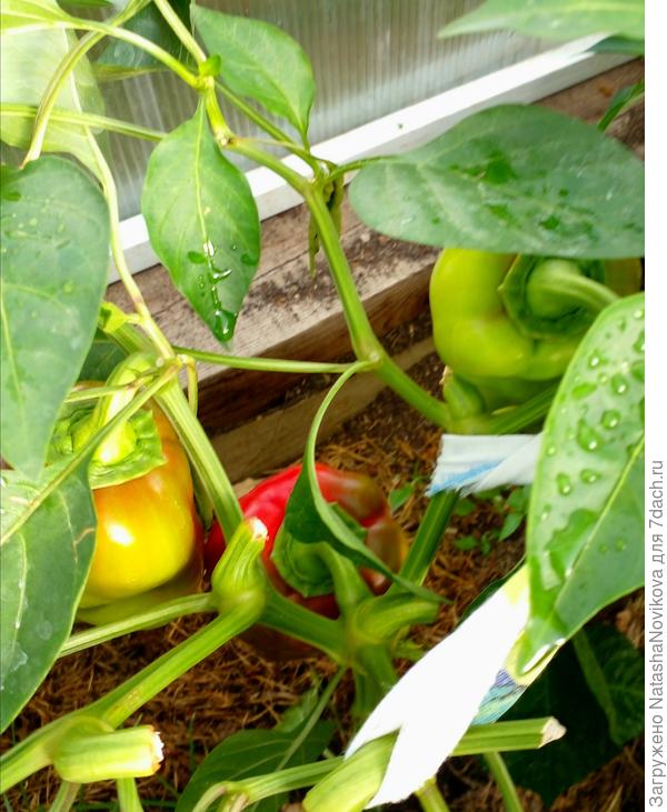 обломанные веточки перцев