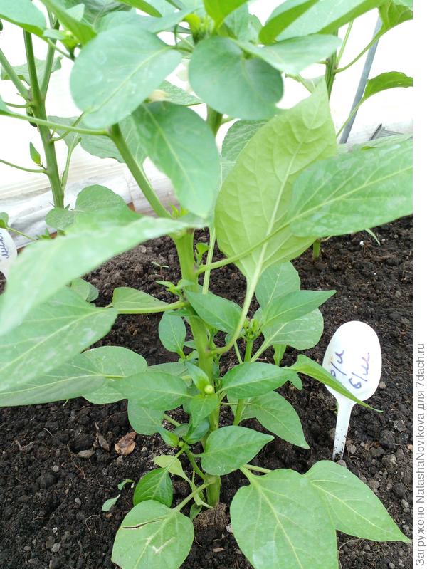 &quot;рубиновая лакомка&quot; без микоризы пока только цветёт и пушится.