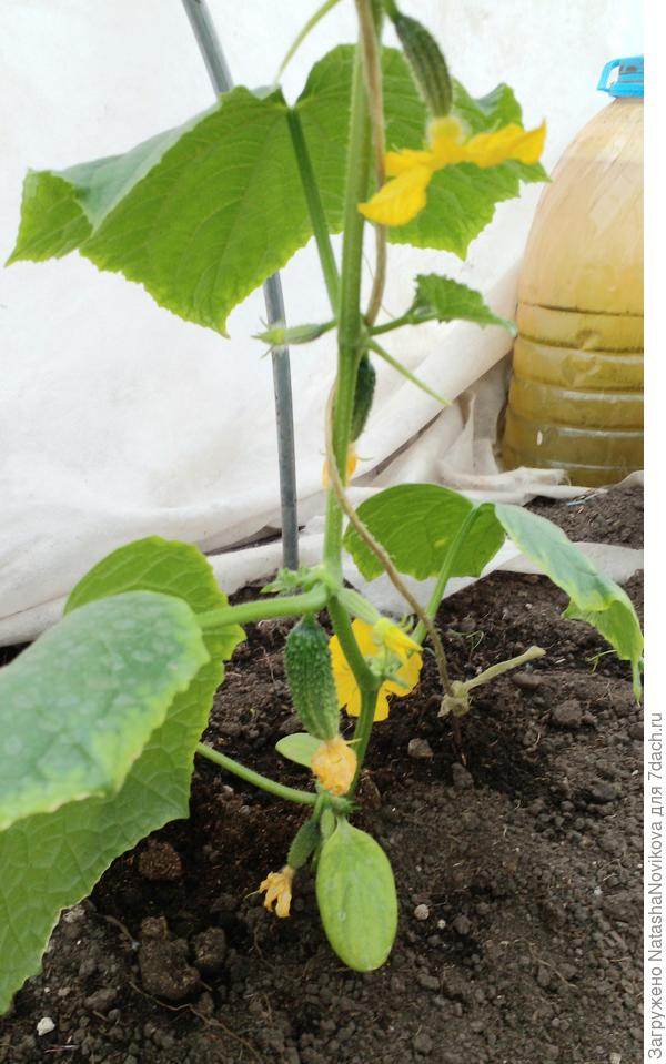 ранние огурцы никогда не ослепляю