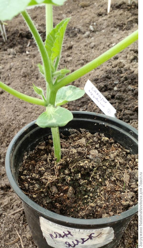 кабачок набирает цвет, переваливать смысла нет, дней через 5 высажу вместе с арбузами