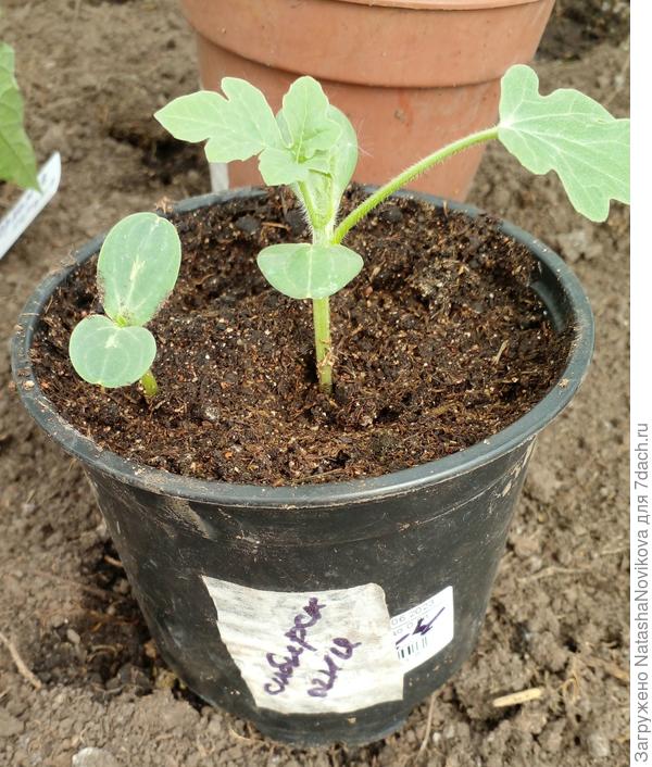 откуда то второй всход арбуза появился, сегодня подсыплю земли