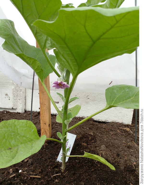 &quot;навал&quot; выращенный на микоризе