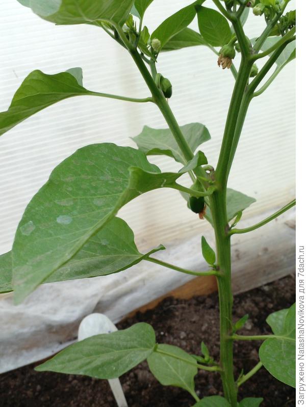 &quot;рубиновая лакомка&quot; на микоризе завязала перчики