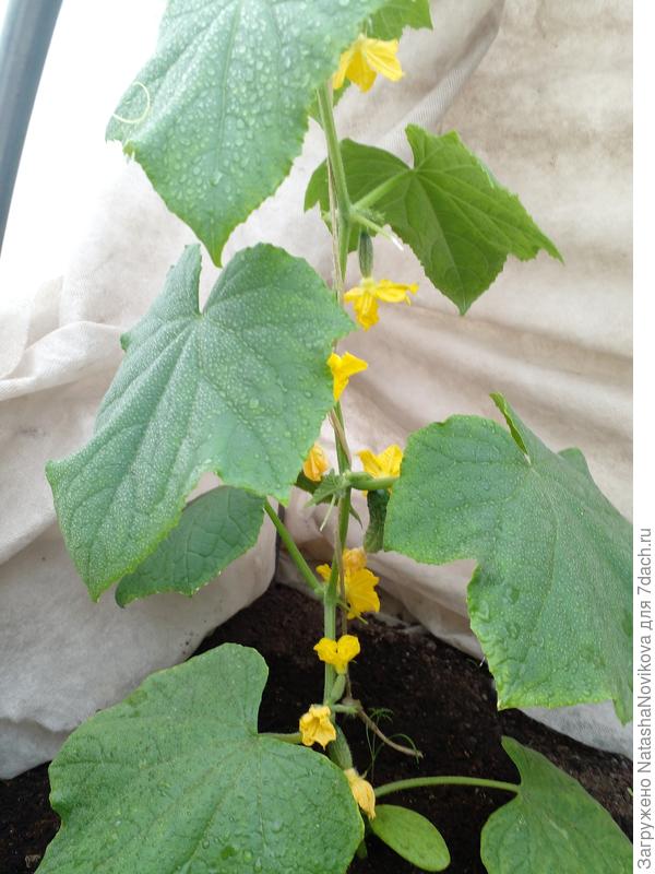 огурчики под тройным укрытием стойко переносят зимний холод