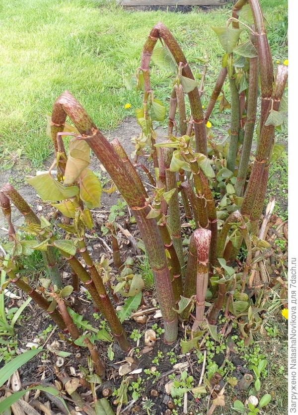 сахалинская гречихи, вроде сорняк, но мне она нужна, замёрзла