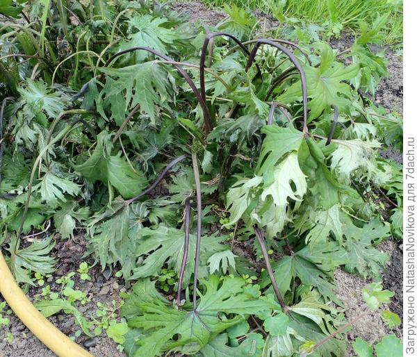 бузульник то же полёг от мороза