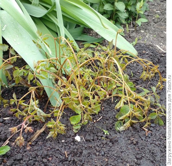 астильбы все почти легли