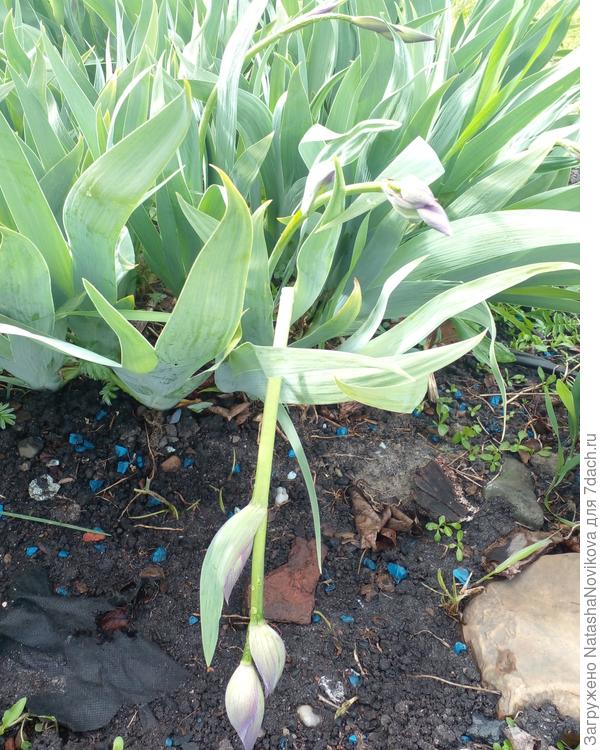 ирис - пришибло цветоносы