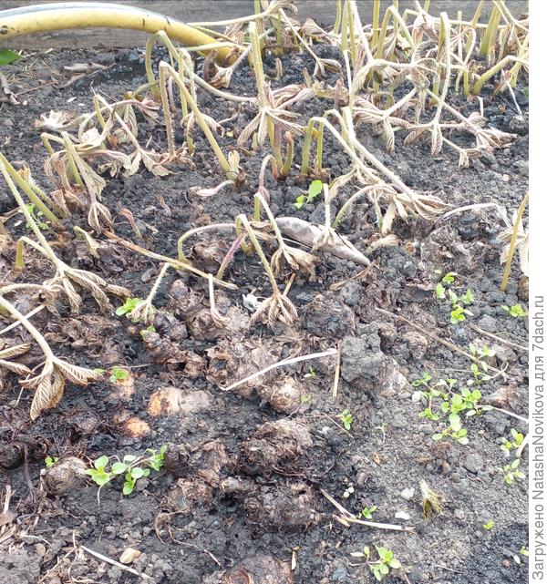 роджерсия - под ноль