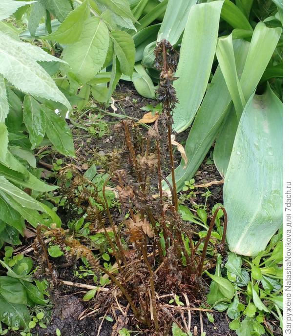 папортники как выжженные стоят