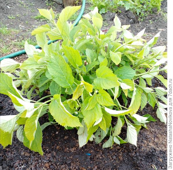 трёхлетняя древовидная гортензия опустили макушки