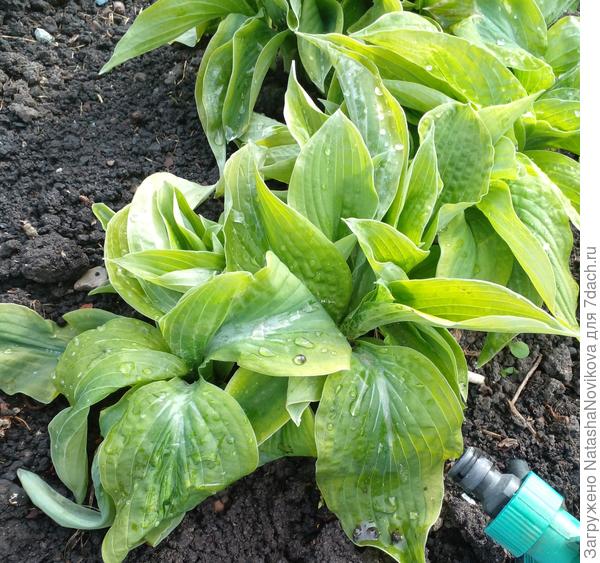 у хост листья как тряпочки