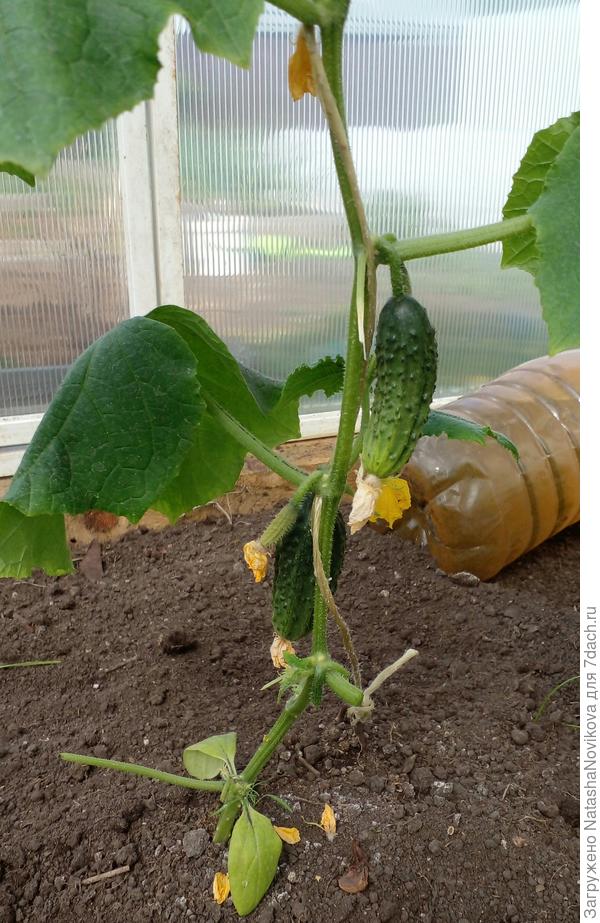 ослепила нижние пазухи