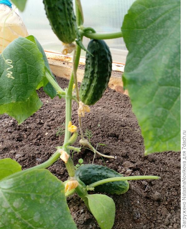 теперь уже с наступлением лета попрут:)