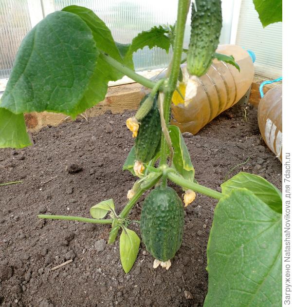 первые огурчики сняла и ослепила, зачем огурчикам такие качели"