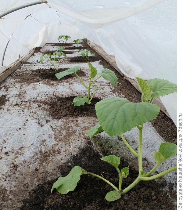 дыни точно уже нужно прищипнуть, дня через 3/4, пусть приживаются