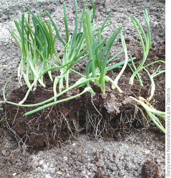 перерос, на некоторых зачатках луковиц уже появилась золотистая одёжка, но к столу вырастет:)