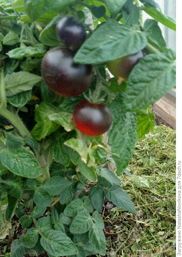 очень вкусные, фруктовый привкус сохранился